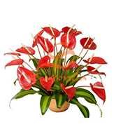 flowers 4