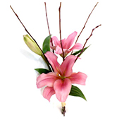 flowers 7