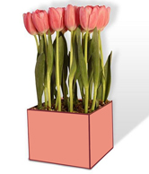 flower set 6