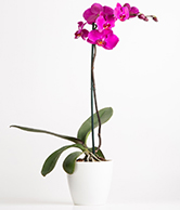 flowers 7