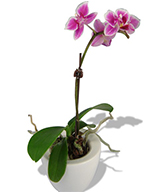 flowers 2