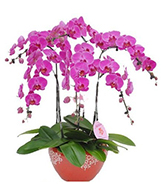 flowers 4