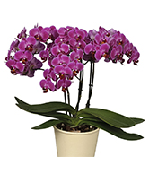flower set 6