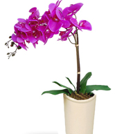 floral 8