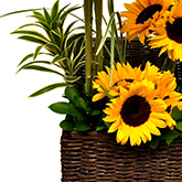 flower set 6